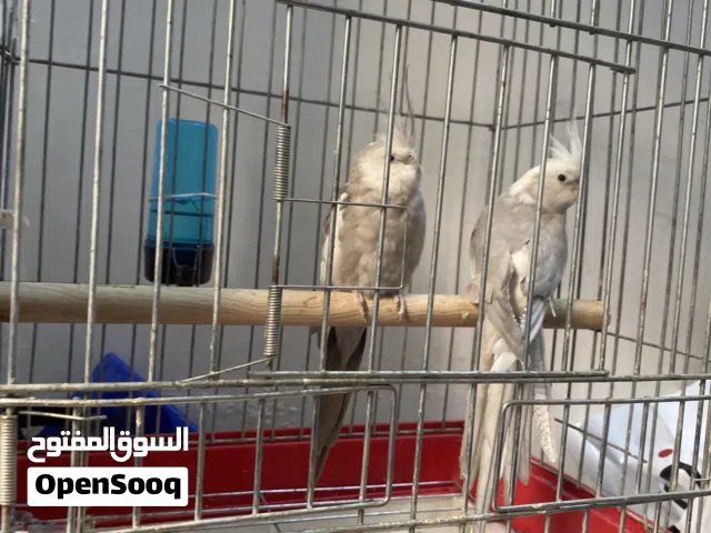 جوز كوكتيل وايت فيس مع قفص كاسكو للبيع