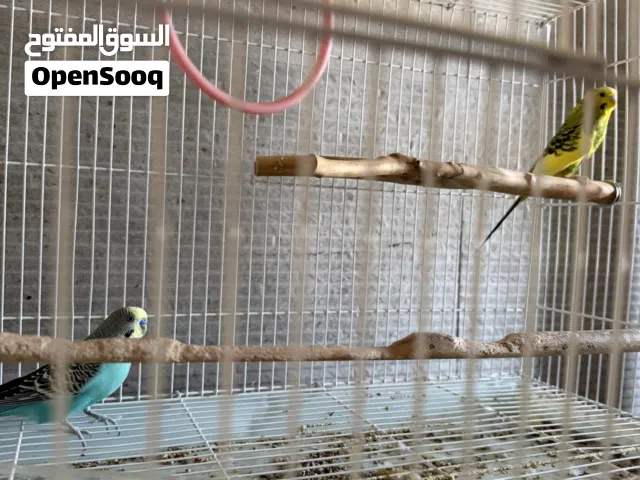 طيور للبيع