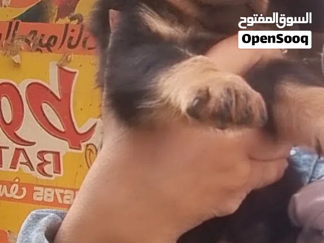 جروايه روت مستواه محترم