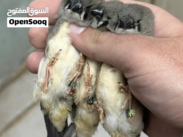 3 فراخ انقليش و فحلين مكس و جوزين شاركول