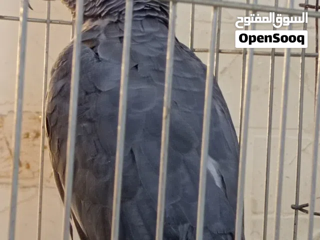 ببغاء كاشكو