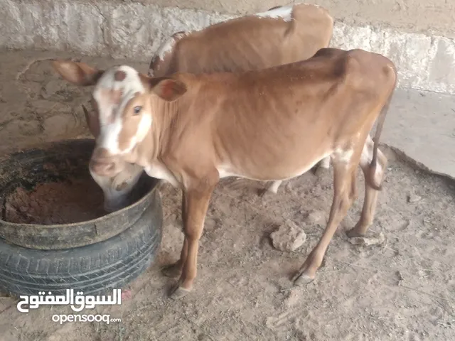اجله وعجل للبيع العمر 5شهور تقريبا