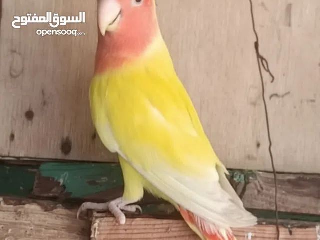 ذكر روز لاتينو للبيع