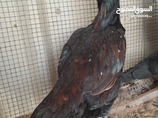 دجاجه باكستانيه ميواليه شيجرا للبيع