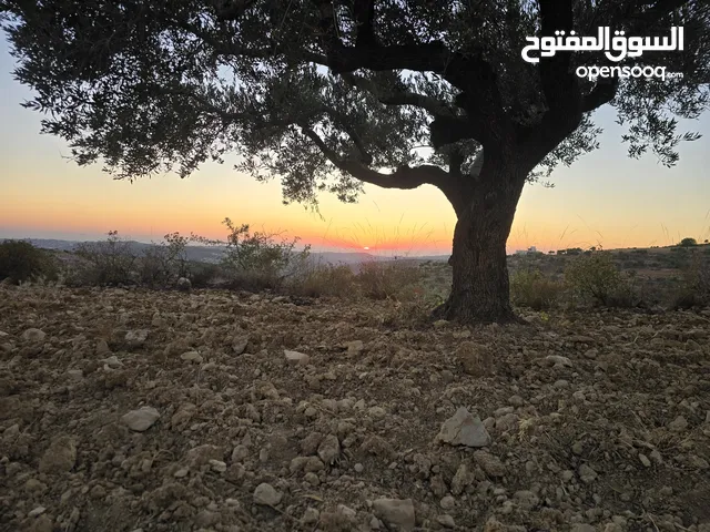 ارض بمساحه 3 دنم بكوبر اطلاله غربيه للأبد اوول كوبر بالقرب من المسجد الكبير كوشان