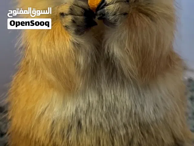 للبيع براري دوق أليف جدا