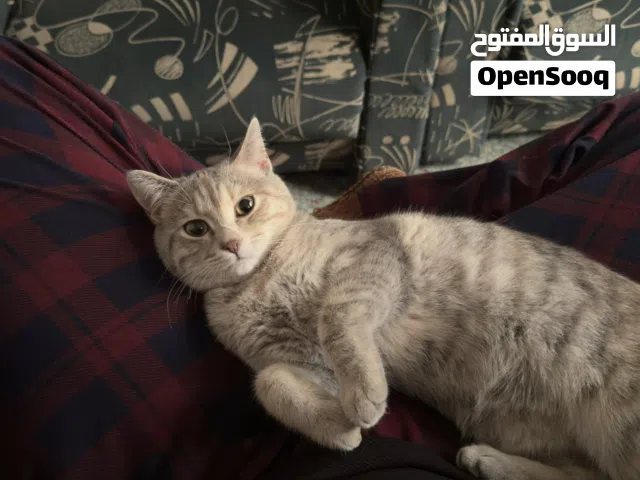 قطة للبيع مطعمة و معقمة
