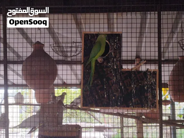 درة هندي للبيع