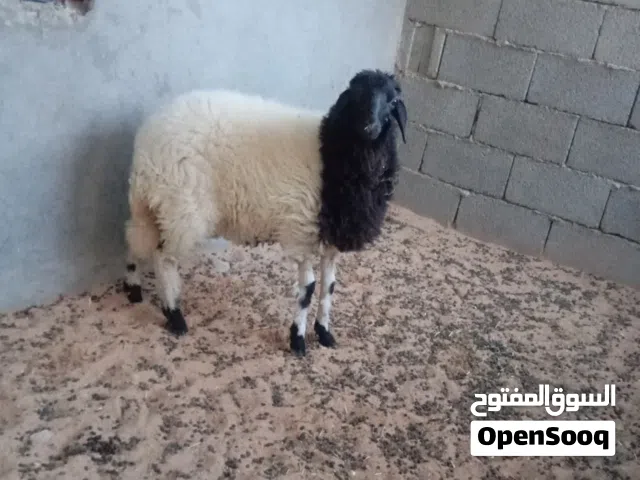 فطيمه للبيع العمر 8 شهور