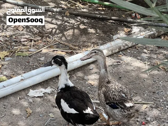 بط للبيع منتجات