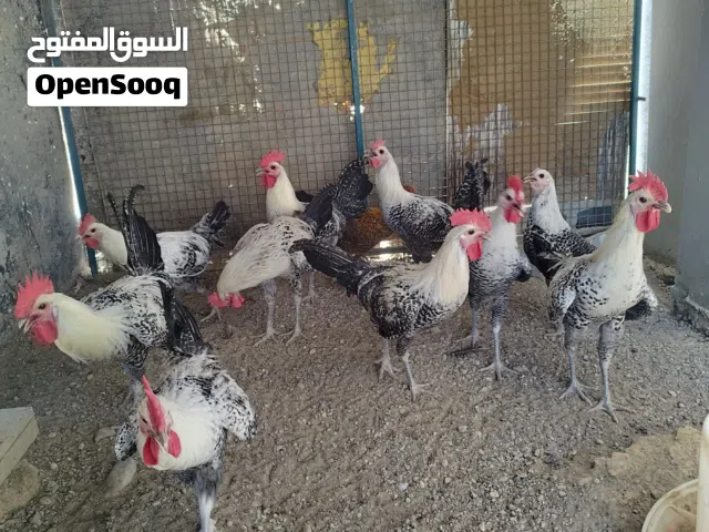 للبيع دياكه الفيومي أصل