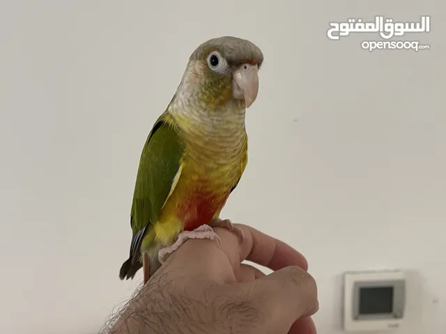 Conure bird (8 months)