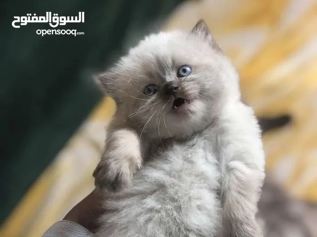 ابحث عن قطط او كلاب لتبني والتربية والحفاض عليهم بشكل ممتاز وجيد جدا كل ماعليك الا الاتصال بي فقط