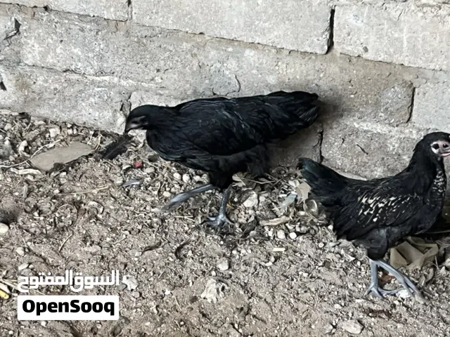 السلام عليكم متوفر هرافي ستالوب دجاج تركي ستيراد ملقحات وصحتهن خير من الله الي يريدهن يتصل وبخ