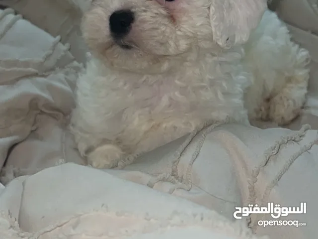 Mini female shitzu