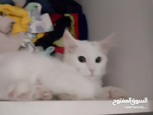قطط للبيع في صحار ومسقط