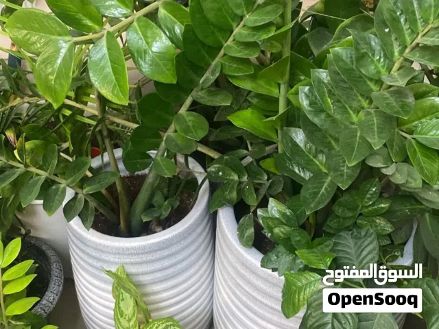 نباتات داخلية