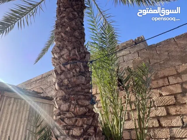 نخلة ارهاطة طول 4 متر مجانا