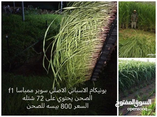 عرض تخفيض شتلات البونيكام الاسباني 800 بيسه