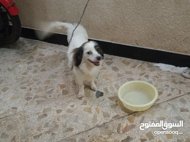 سلام عليكم كلبه لولو فوكس حلوه و لعوبه ما بيها اي مرض شتريتها ما تفرغت الها هملتها