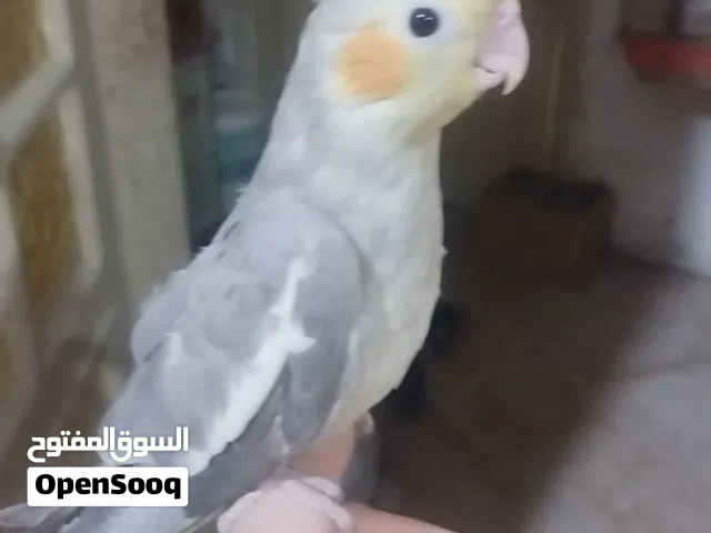 كوكتيل اليف مخلف للبيع بدون قفص الموقع عمان حي نزال