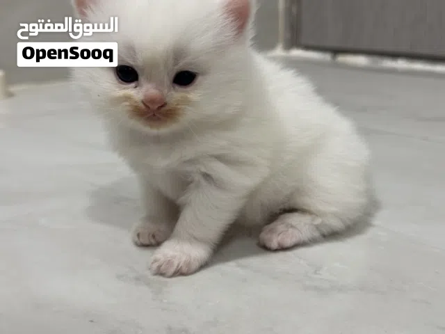 قطه اليفه صغيره