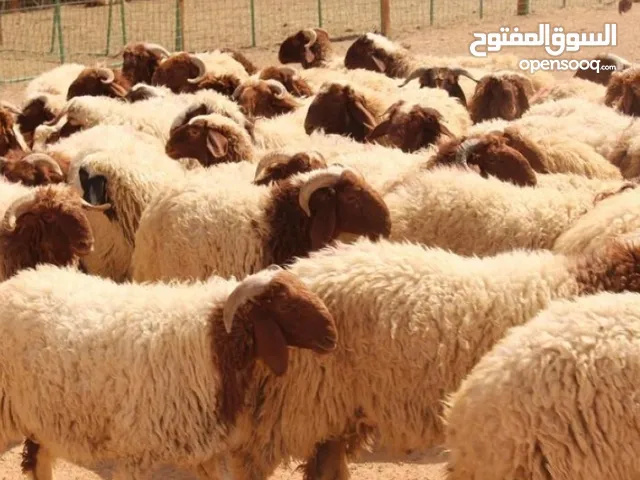 غنم مقنوي للبيع كاش