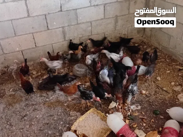 فراخات للليع