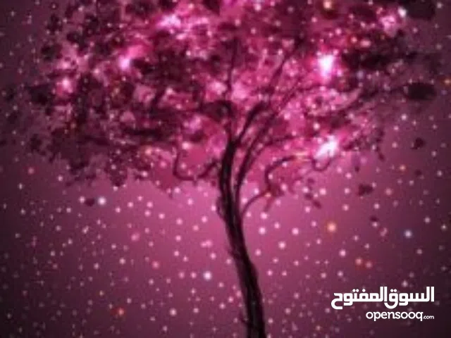 مطلوب شقة للايجار