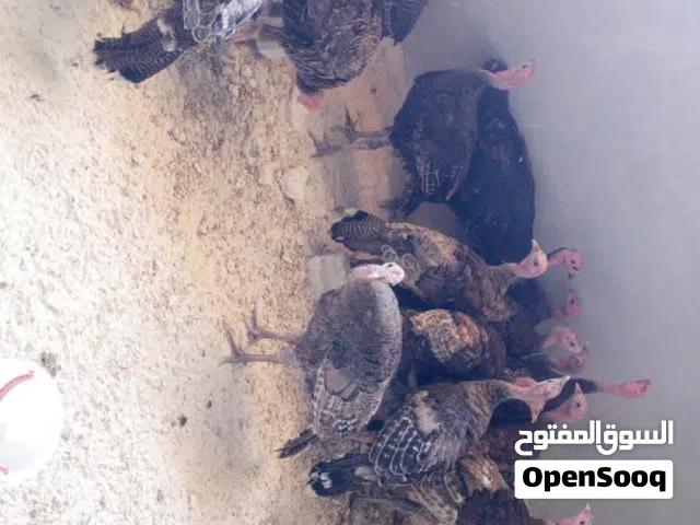 حبش نخب النخب عدد 24 صحه تمام