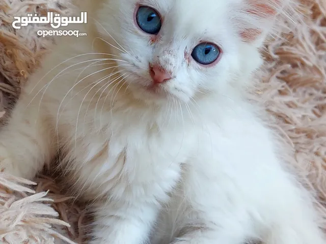 قطة انثى مكس شيرازي شهرين