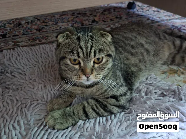 قط سكوتش فولد