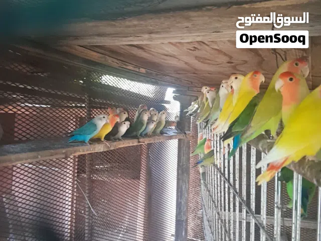 حضيره الروز