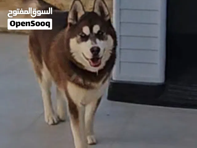 كلب هاسكي عمره الان بدايه الشهر الثامن