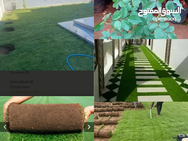 العشب الطبيعي الجوده العالية يتحمل الملوحه