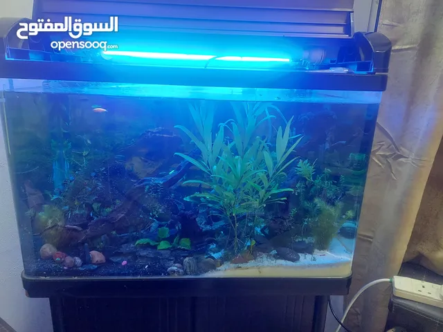 Aquarium 55