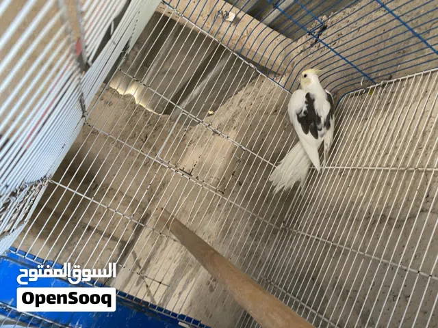 فحل كوكتيل بايد كريمي متسوى عالي
