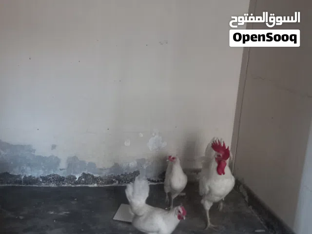 ذكر مع نثيتين بياضين