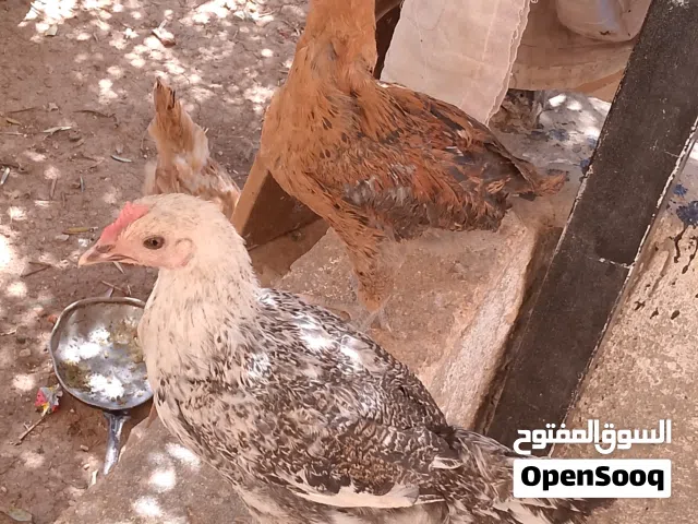 دجاج بلدي نظافة