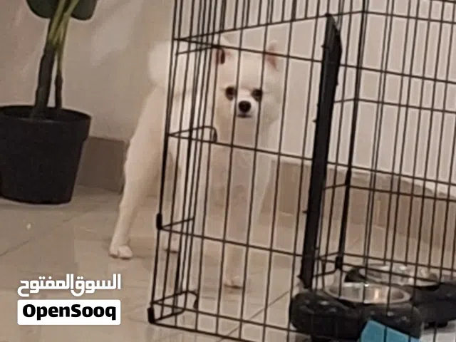 كلبه بوميرينيان للبيع
