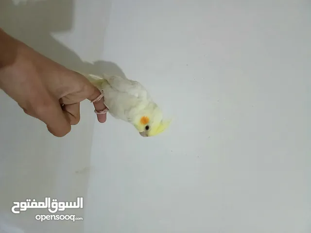 كوكتيل لاتينو عمر شهر ونص