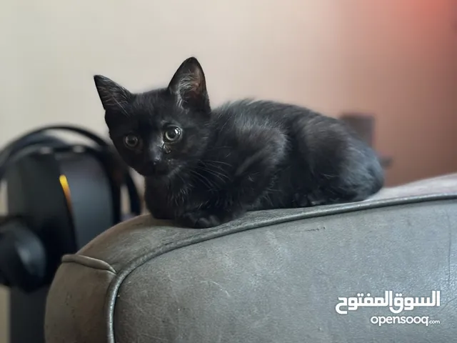 Black kitten / cat available قطط سودة متوفرة