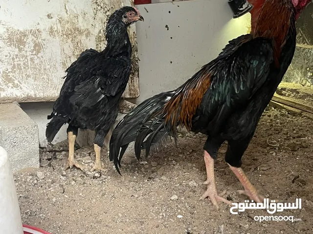 ديك باكستاني وكويتي