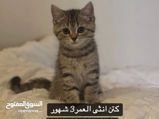 كتن ذكر وانثى