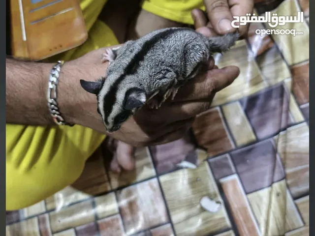 السلام عليكم شوقر قلايدر السنجاب الطائر