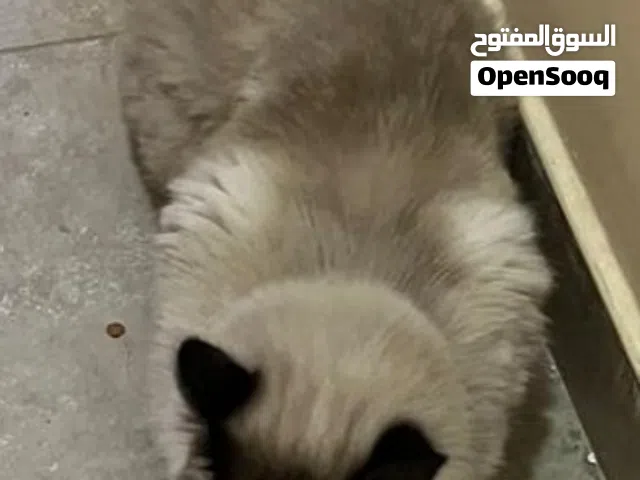 cat for adoption