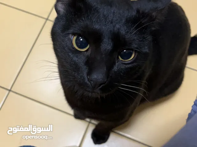 Indoor Cat - Domestic Shorthair