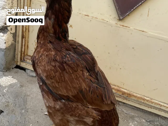 للبيع دجاج منتجات امورهن طيبه الوحده 15