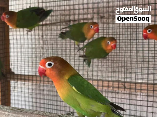 طيور فيشر منتج 7 ريال