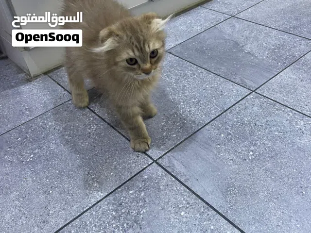 للتبني سكوتش فولد